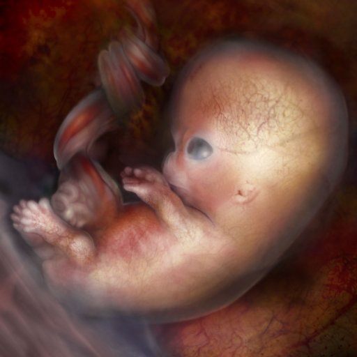 Color7weeks3Days_512px